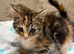 Beautiful kittens 12 weeks