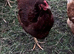 5 laying hens available for sale