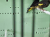 Black siskins