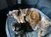 8 week old kittens