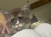 Maine coon kitten