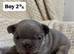 5 STAR FRENCH BULLDOGS