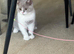 Bicolour british shorthair