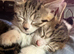 Beautiful kittens for sale
