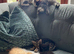 Gorgeous Siberian cross kittens ready to leave now