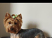 Yorkshire Terrier Puppies