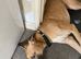 Dog needs rehoming