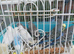 Young budgies for sale