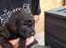 Beautiful Labradoodle Puppies Available