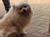 Pomeranian girl