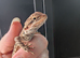 Male baby bearded dragon