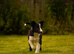 Black & white dog pup