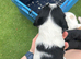 3/4 cocker 1/4 springer pups