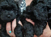 puppies for sale