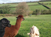 Three lovely Alpaca boys!!