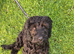 Cockapoo for sale