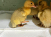 Days old runner duck ducklings