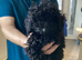 Kennel club puppy
