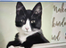 I have 4 beautiful kittens mum is a Calico and dad is a Maine coon