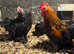 Pekins