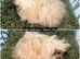 Baby Guinea Pigs in Camborne