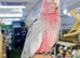 Baby Galah Cockatoo Hand reared available