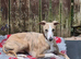 Whippet dog