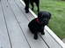 Patterdale girl