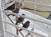 Zebra finches