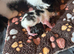 Kittens available PRICES BELOW