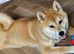 1 year old female shiba inu