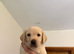 Golden and black Labrador puppies
