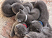 5 Beautiful Kittens Available – British Shorthair x Scottish Fold
