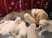 GOLDEN RETRIEVER PUPPIES (KC registered)