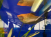 XL Golden Gourami (Trichopodus trichopterus)