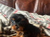 Cute Yorkshire terrier puppies