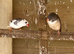 Zebra finch Mutations