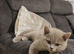 Beautiful chocolate female British Shorthair x kitten