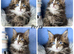 TICA registered adorable Maine coon kittens