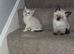 Ragdoll kittens