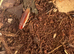 Ischnoptera rufa