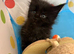 TICA registered stunning Maine coon kittens