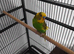 Beatiful budgies for sale to a loving home