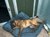 Lovely Pressa canario boy available