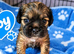 F1b Cocker Pug Puppies Boy & Girl