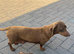 Dachshund puppies