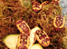 Pachnoda fissipunctum adult beetles