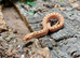 Red Albino Western Hognose at Birmingham Reptiles