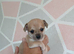 4 Chihuahua puppies