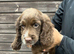 Sprocker pups for sale